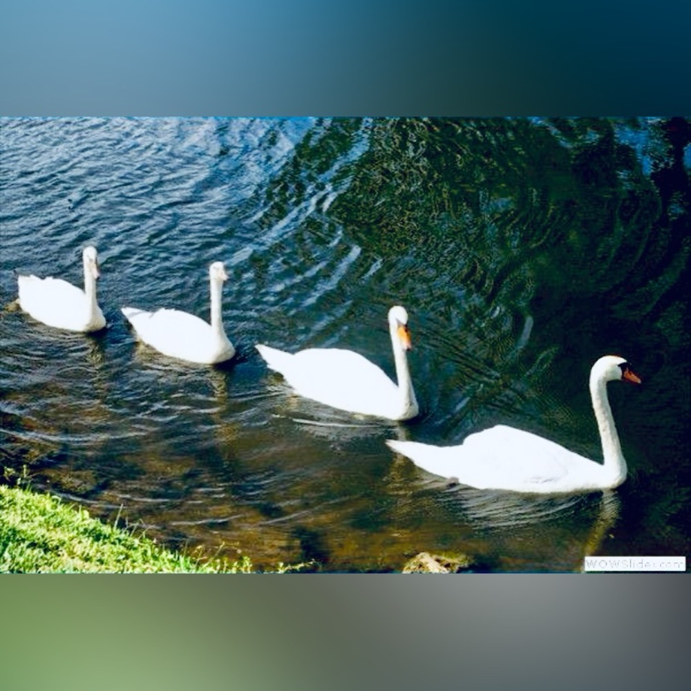 ๐ฅ๐งโโ๏ธStartinโ up a Posse to help your Follow Games!๐โจ๐SEARCH: ๐ฅ - Picture 4 of 7